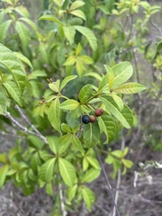Rauvolfia viridis