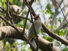 Bombycilla japonica