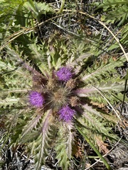 Cirsium scariosum congdonii