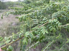 Poitea paucifolia