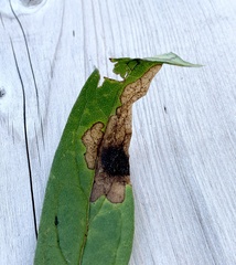 Microrhopala excavata