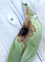 Microrhopala excavata