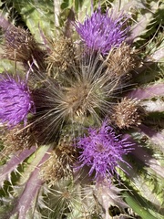 Cirsium scariosum congdonii