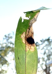 Microrhopala excavata