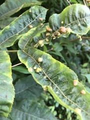 Phylloxera williamsi