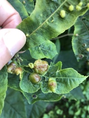 Phylloxera williamsi