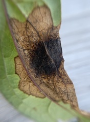 Microrhopala excavata