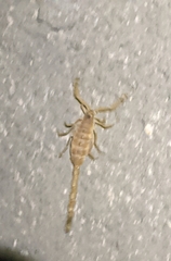 Centruroides vittatus