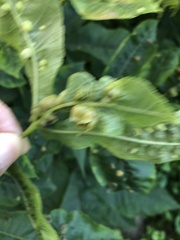 Phylloxera williamsi