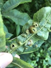 Phylloxera williamsi