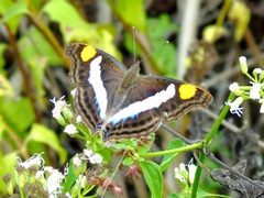 Doxocopa laure laure
