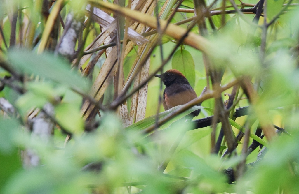 Slaty Spinetail