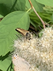 Lepturobosca chrysocoma