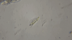 Notosolenus steinii