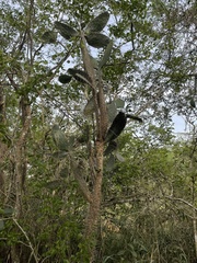 Consolea moniliformis