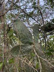 Consolea moniliformis