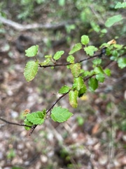 Croton betulinus