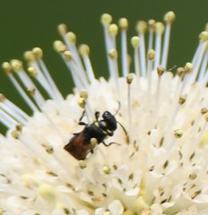 Hylaeus ornatus