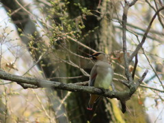 Bombycilla japonica