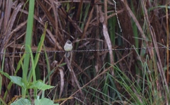 Empidonax albigularis