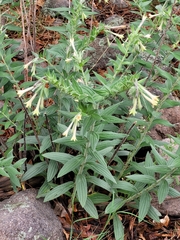 Lithospermum macromeria