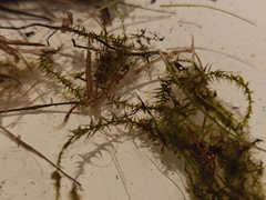 Sarmentypnum exannulatum