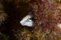 Aspidontus dussumieri