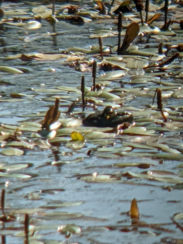 iNaturalist observation photo of American Bullfrog
