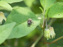 Colletes latitarsis