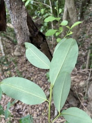 Erythroxylum areolatum