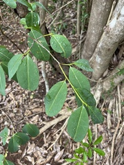 Erythroxylum areolatum