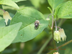 Colletes latitarsis