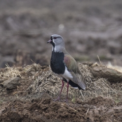 Vanellus chilensis chilensis