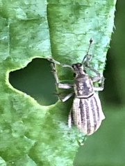 Aphrastus taeniatus