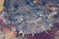 Orectolobus halei