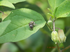 Colletes latitarsis