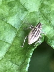 Aphrastus taeniatus