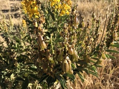Crotalaria novae-hollandiae