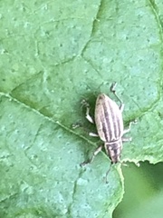 Aphrastus taeniatus