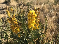 Crotalaria novae-hollandiae