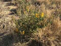 Crotalaria novae-hollandiae