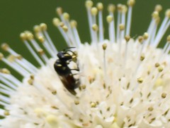 Hylaeus ornatus