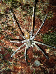 Dolomedes raptor