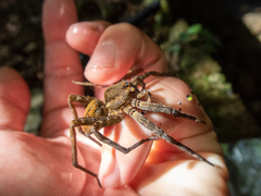 Dolomedes raptor
