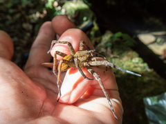 Dolomedes raptor