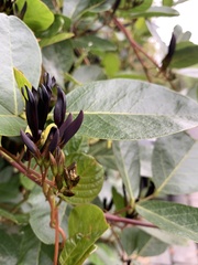 Kennedia nigricans