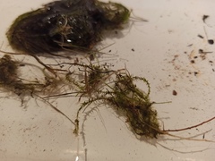 Sarmentypnum exannulatum