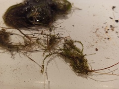 Sarmentypnum exannulatum