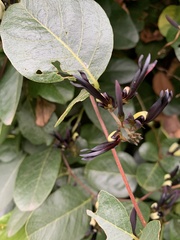 Kennedia nigricans