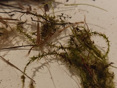 Sarmentypnum exannulatum